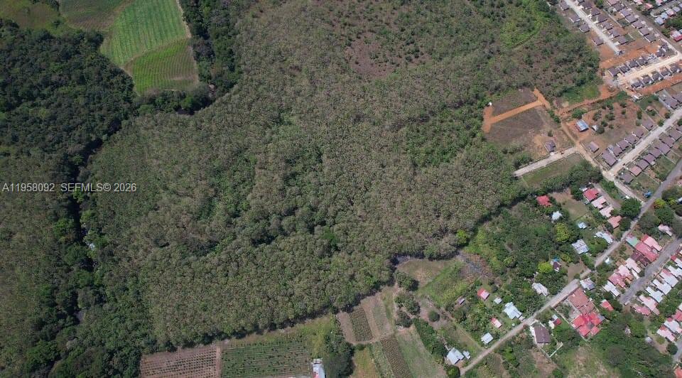 Mature Teak Plantation San Pablo Viejo, Chiriqui, Panama