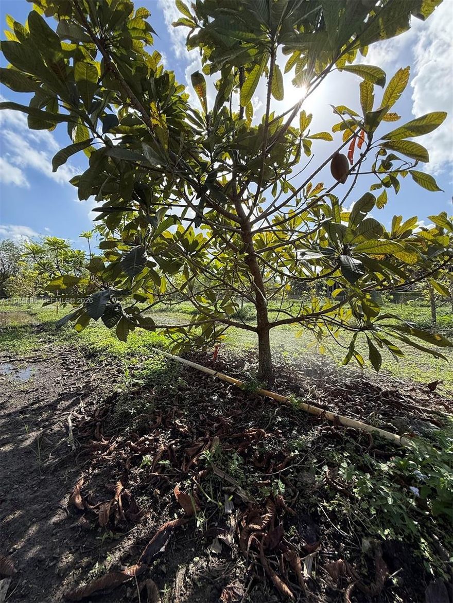 The land is currently sown and under maintenance It has a comprehensive irrigation system that covers the entire area, facilitating the care of tropical crops.Being adjacent to the other folios, it offers an unbeatable opportunity for logistical expansion.100% Agricultural. Virgin land of great fertility ready for harvest.