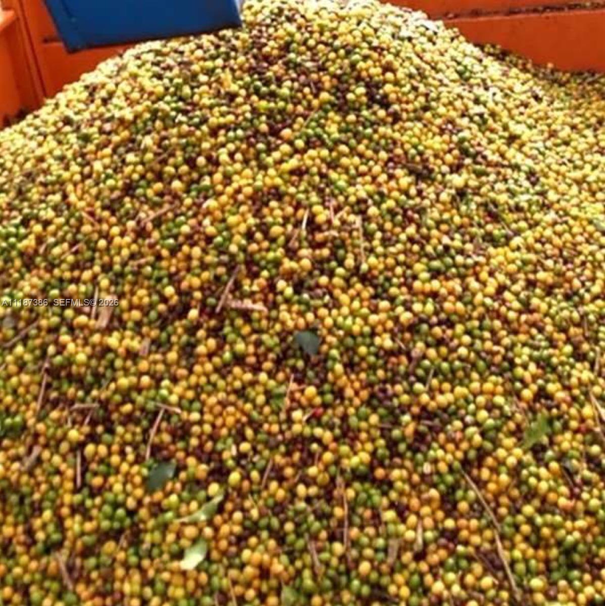 Dorado, Sao Paulo - Land