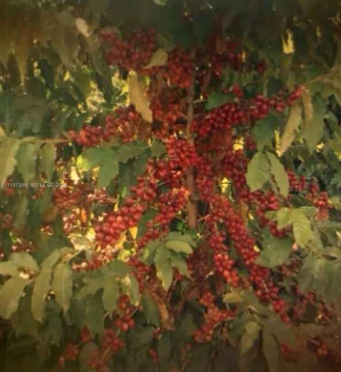 Dorado, Sao Paulo - Land