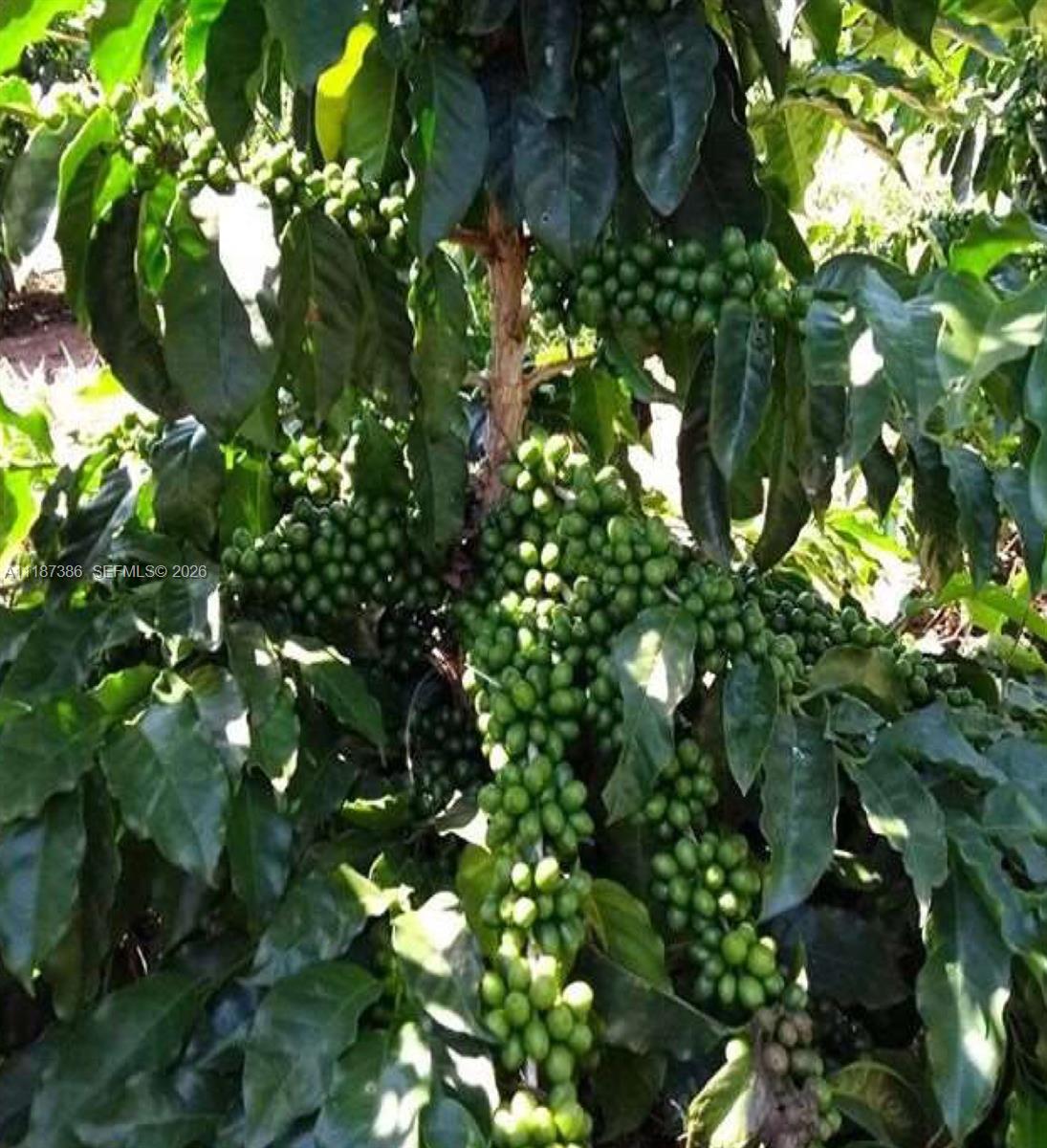 Dorado, Sao Paulo - Land