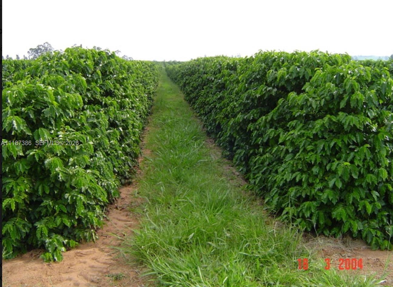 Dorado, Sao Paulo - Land