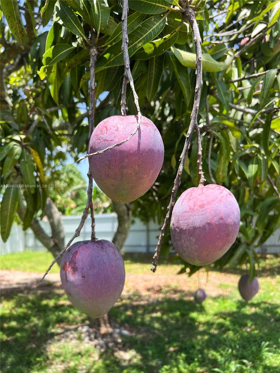 PLAT OF THE NW 1/4 - Residential