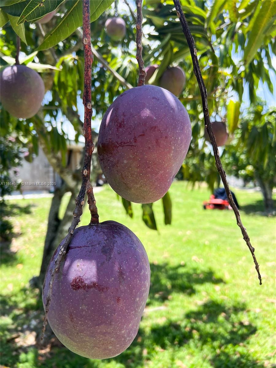 PLAT OF THE NW 1/4 - Residential