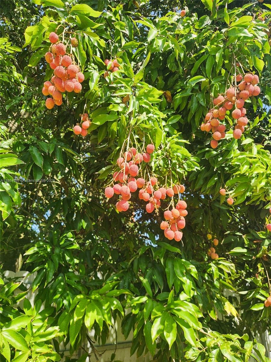 PLAT OF THE NW 1/4 - Residential