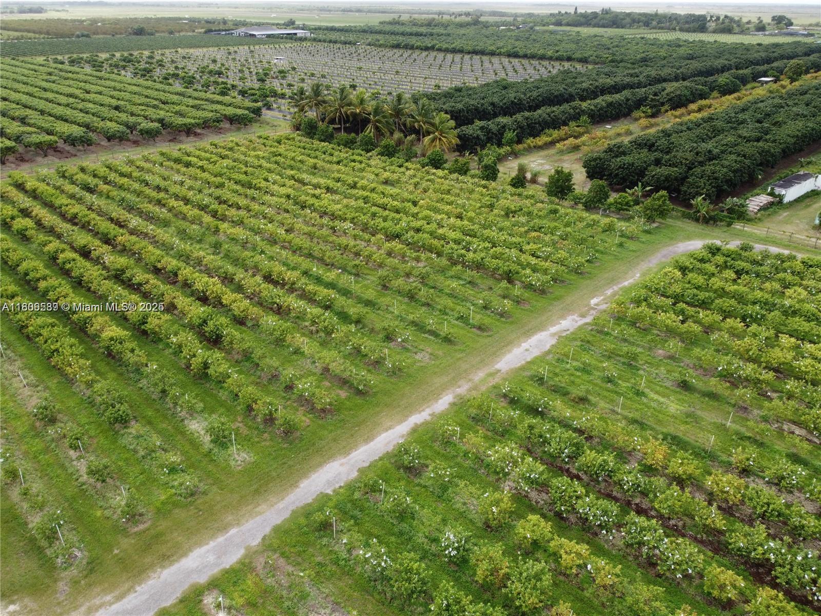 Explore this prime 10-acre nursery, home to approximately 4,000 healthy guava trees. The property is fully fenced and equipped with a reliable on-site sprinkler irrigation system. Good access to major road, It presents a fantastic opportunity for agricultural entrepreneurs seeking to invest in a fully operational nursery, or for those looking to secure land as a reserve for future ventures. The property's strategic location and existing infrastructure make it a valuable investment for both immediate and long-term projects. Additional 15 acres also available for sale
