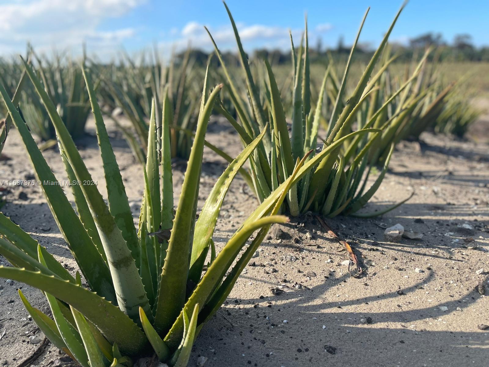 INCOME PRODUCING PROPERTY!!! 32 acres of Farm Land in Palm Beach County. just off US 27 , 1 1/2 hr. drive from Miami. Property currently has Aloe, plantains, Sugar Cane and other fruit trees. Property has its own irrigation system as well as 2460 sq. ft. warehouse. Fully equipped 824 sq ft 3 bed/ 3bath apartment; 3-phase power available 240v/120v. Produces $1,500,000 gross with a gross return of 928K Purchase includes Diesel Pumps, Electrical Pumps, Tractor and all equipment necessary to conduct business. All other equipment can be negotiated if the price is right. This Aloe vera farm has been in existence for over 35 years with major box stores as their clients. THis is the only Aloe Vera Farm currently in Florida .