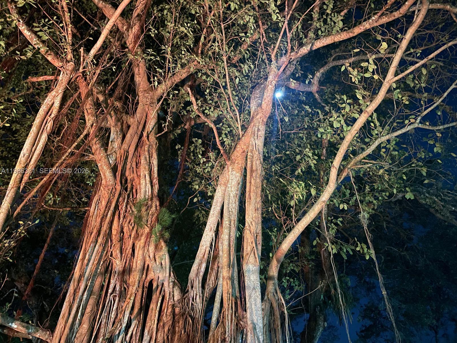 SUMMERTREE VILG CALIF CL - Residential