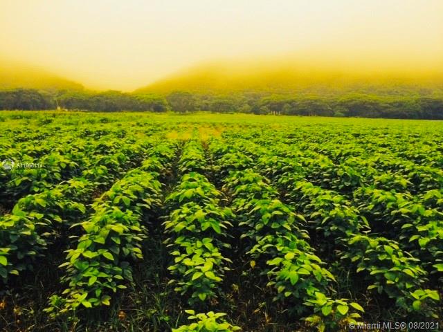 MERIDA YUCATAN - Land