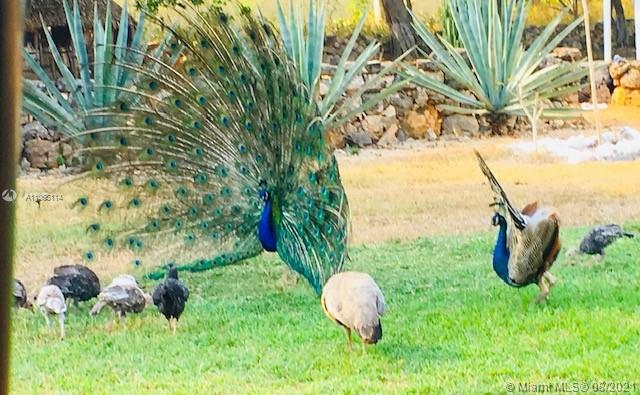 MERIDA YUCATAN - Land