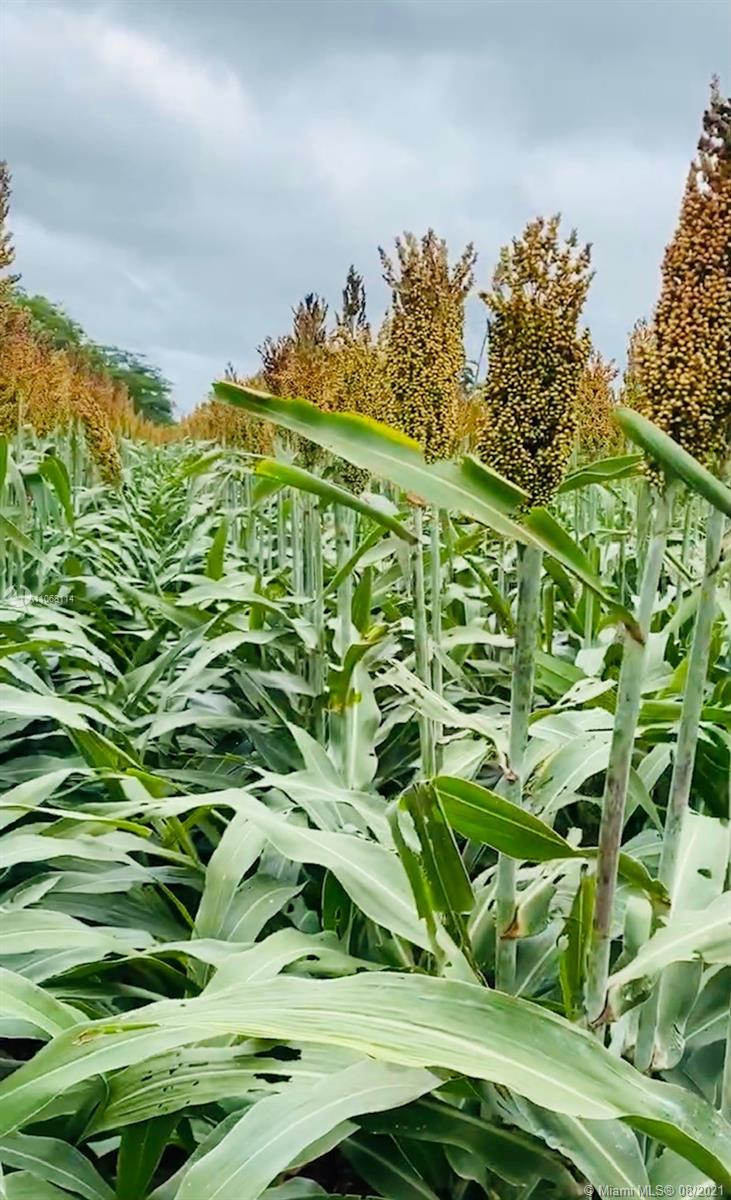 MERIDA YUCATAN - Land
