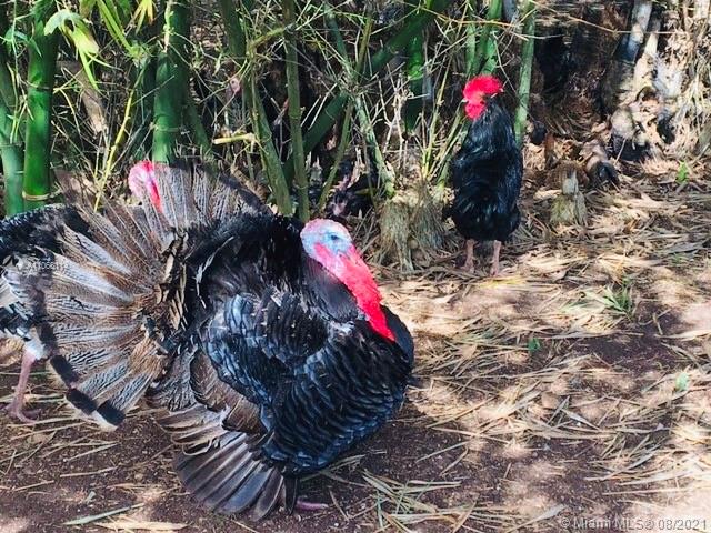 MERIDA YUCATAN - Land