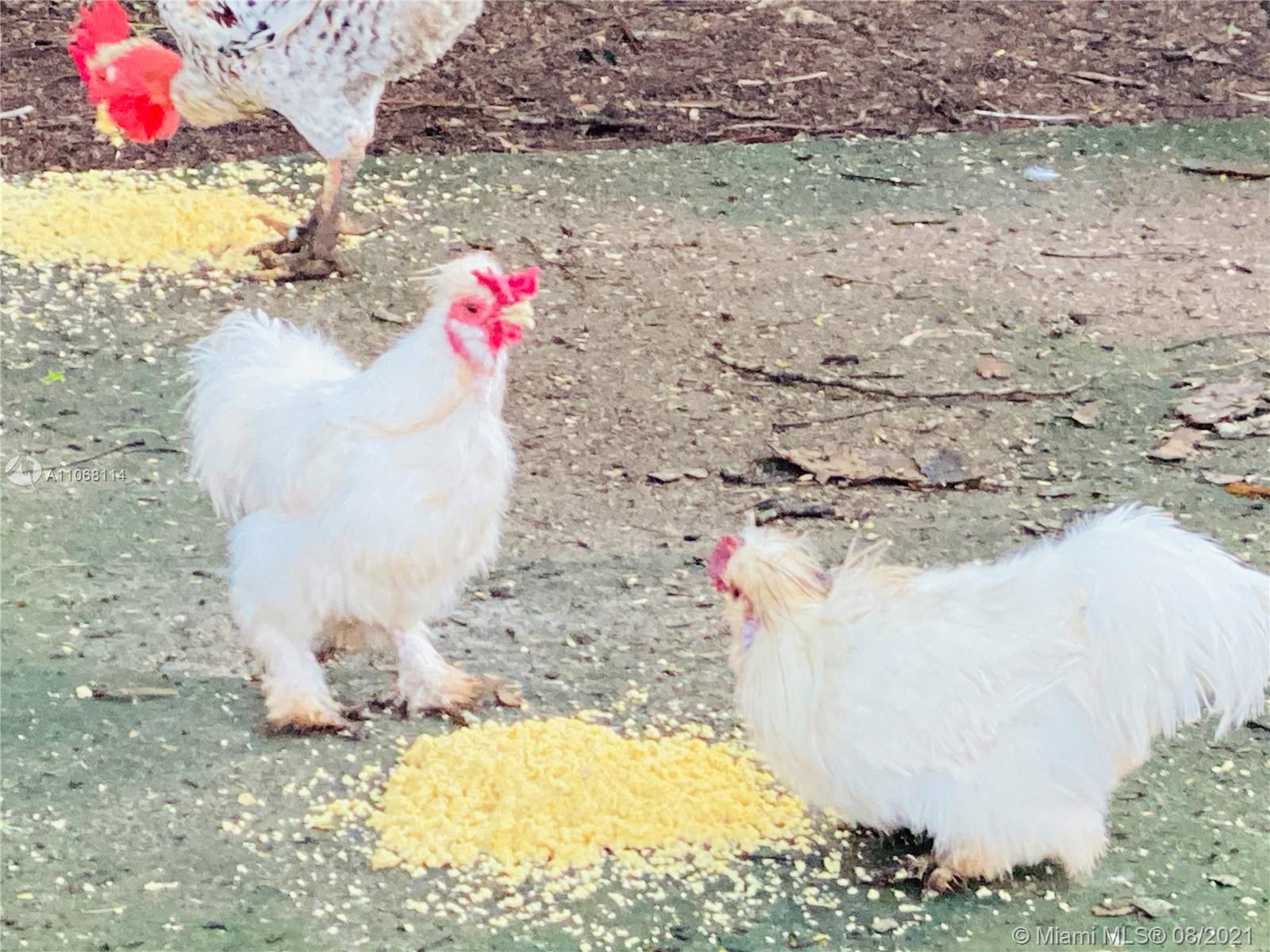 MERIDA YUCATAN - Land