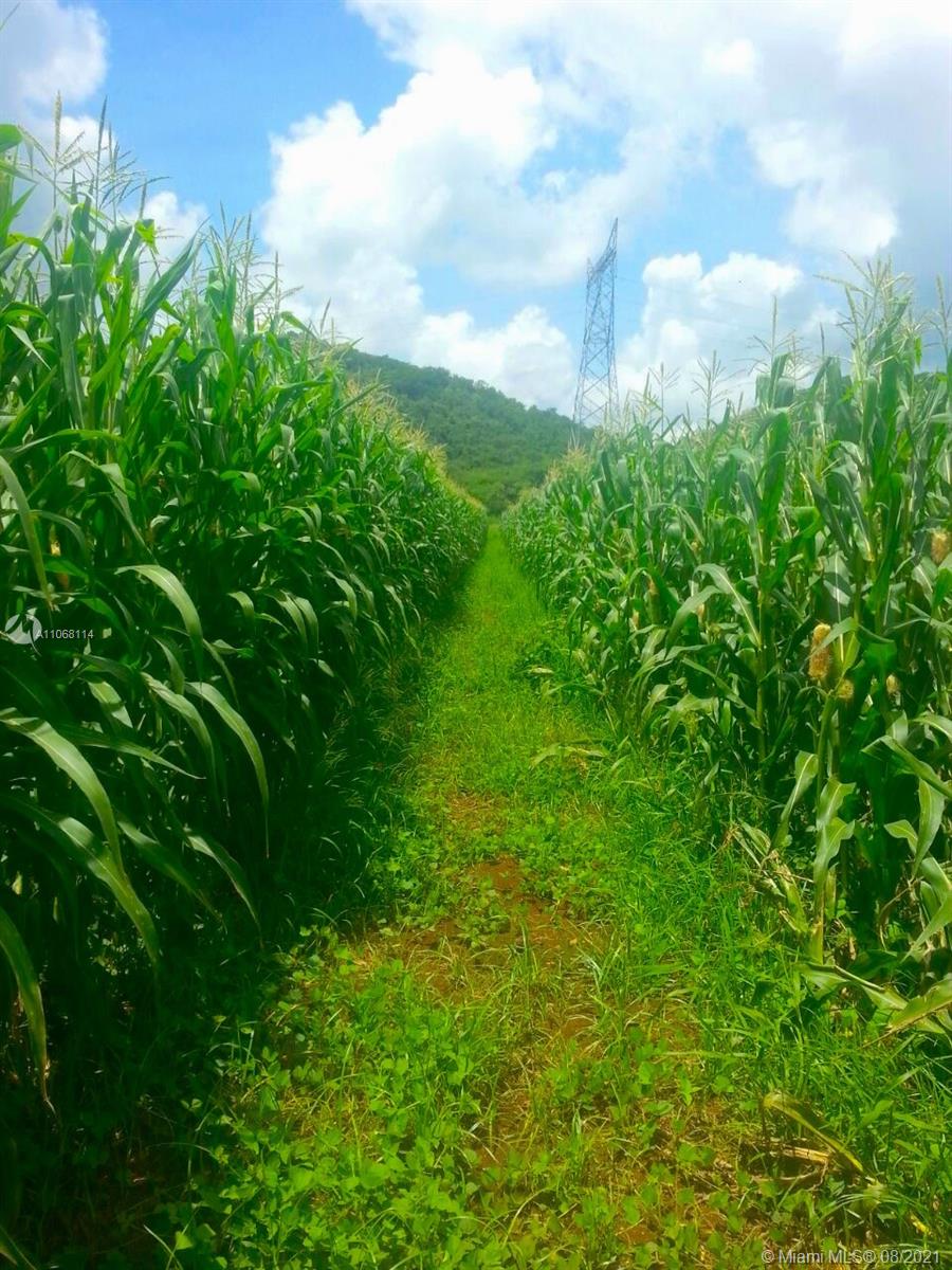 MERIDA YUCATAN - Land