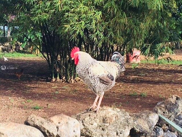 MERIDA YUCATAN - Land