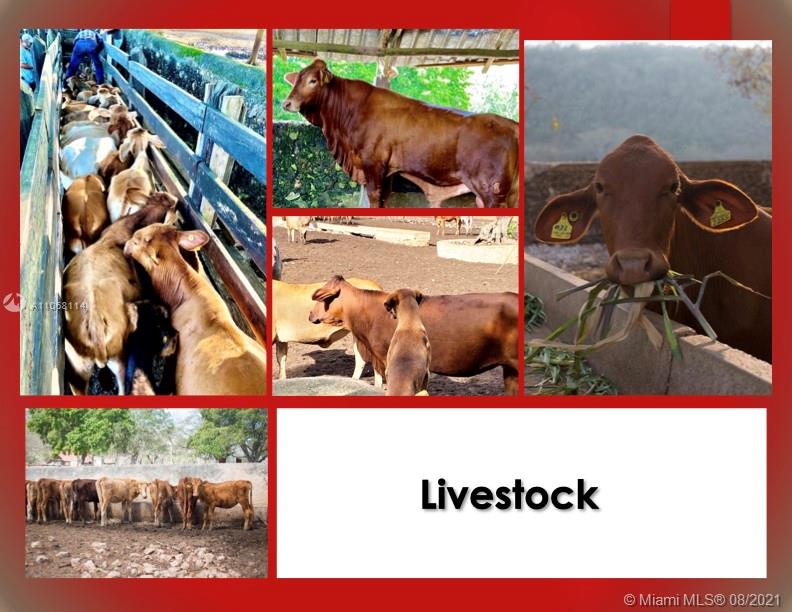 MERIDA YUCATAN - Land