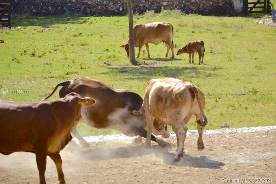 MERIDA YUCATAN - Land