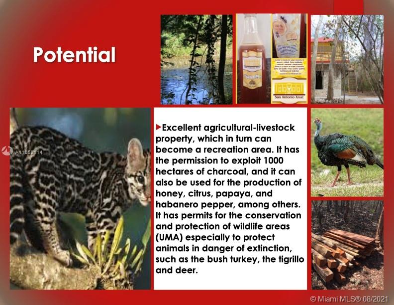 MERIDA YUCATAN - Land