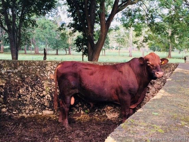 MERIDA YUCATAN - Land