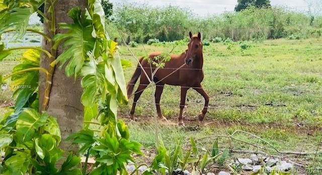 MERIDA YUCATAN - Land