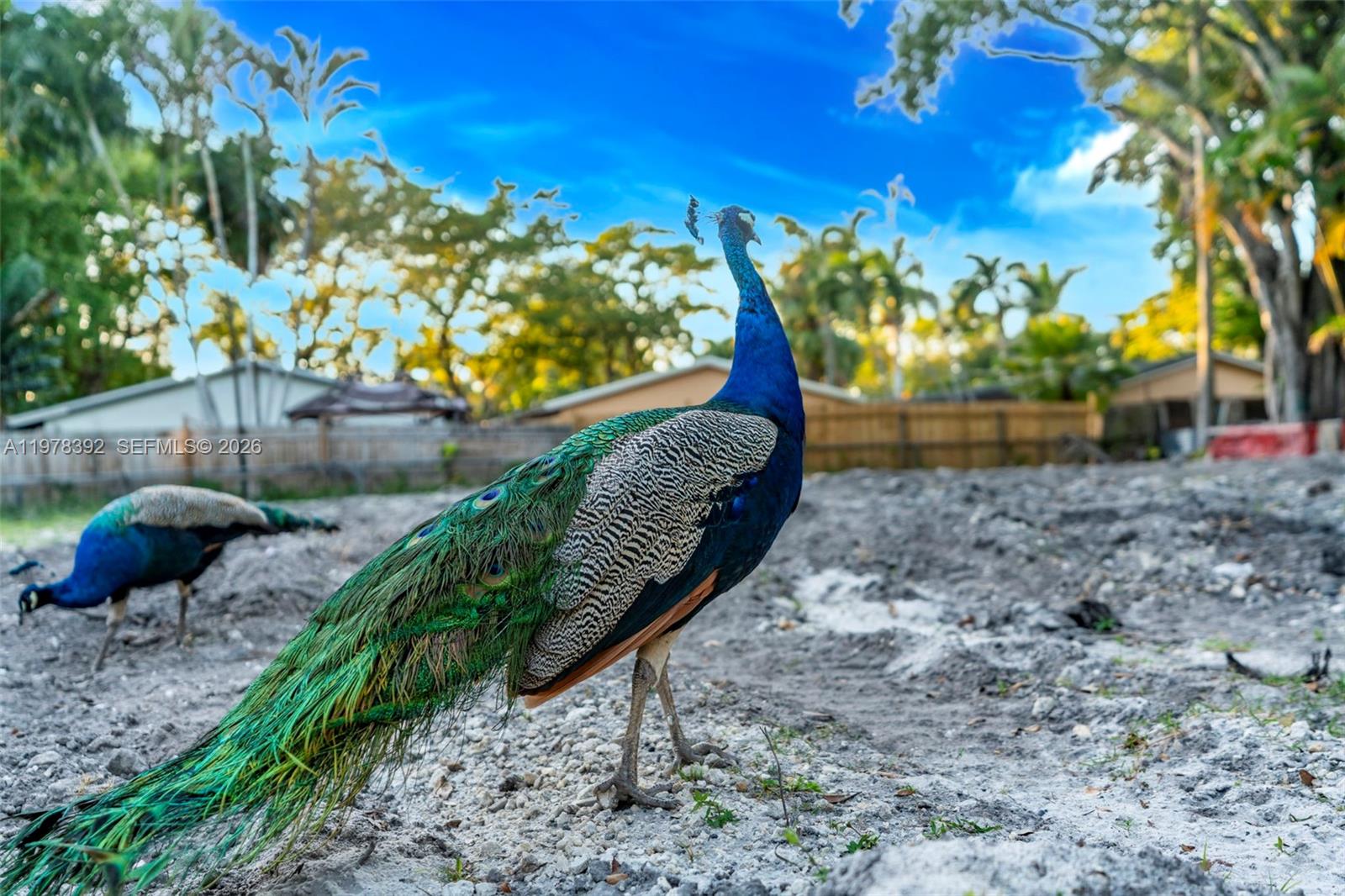 OSCEOLA PARK - Residential