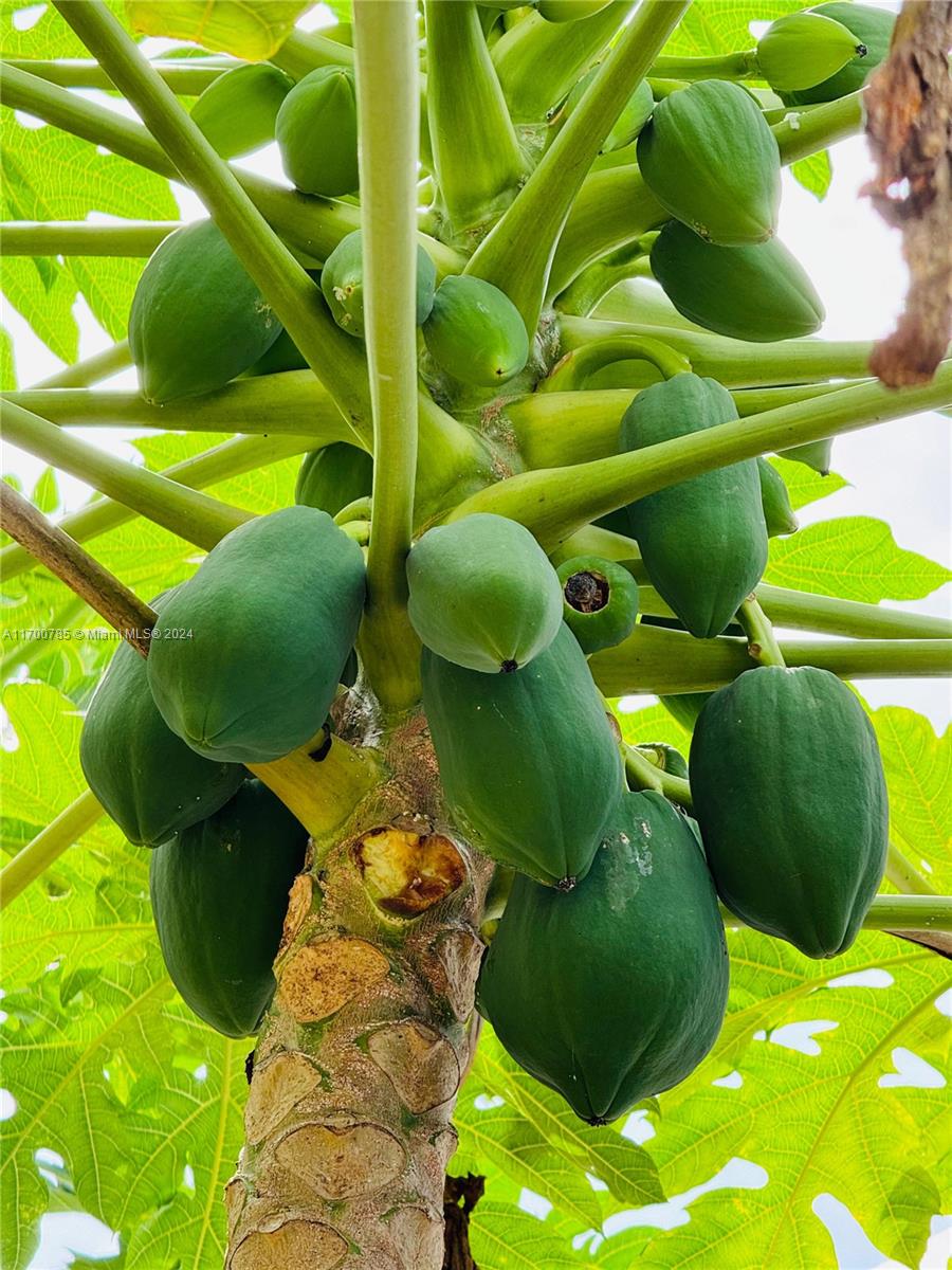 Port St Lucie Floresta Pin - Residential