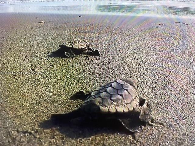 SEAWATCH AT JUPITER ISLAN - Residential