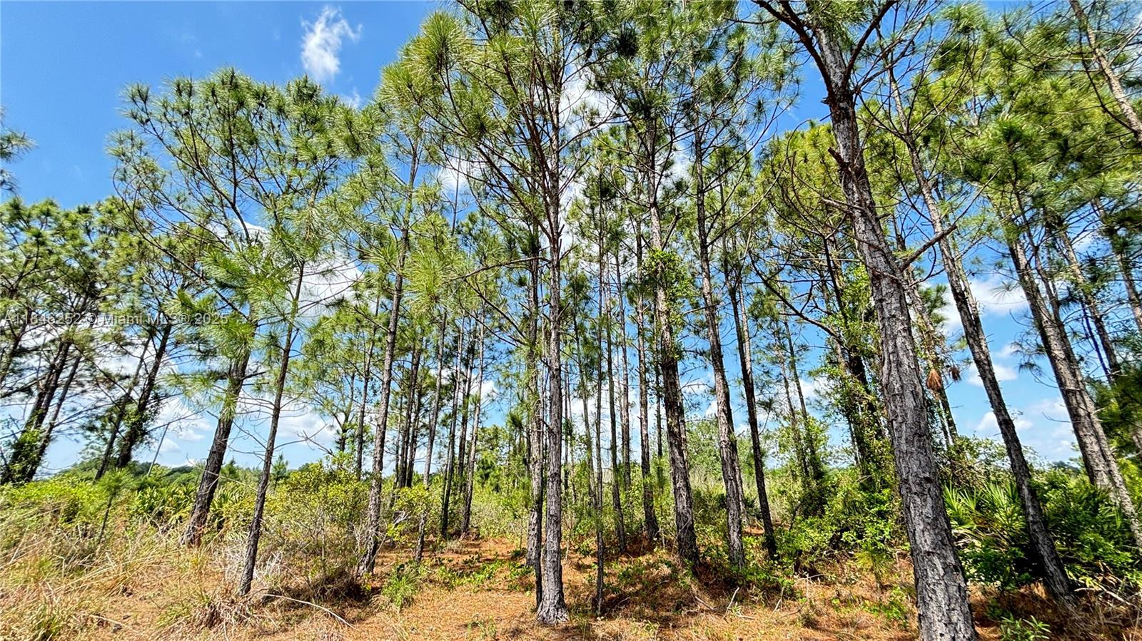 Beautiful 1.25-acre dry lot located in peaceful Viking Prairie, recently cleared while preserving mature trees that provide perfect shade for relaxing under a hammock after a family barbecue. Power available at the front, no wetlands, no HOA, and a completed survey included. Whether you're dreaming of building a custom home, placing a mobile home, or creating a weekend family retreat, this property offers the flexibility you need. Zoned agricultural, it allows for animals like chickens, pigs, and horses. You can also install solar panels and a water system to live off-grid. Far from the city's traffic and stress, here you'll enjoy privacy, open skies, and the sound of birds—your ideal escape into nature.
