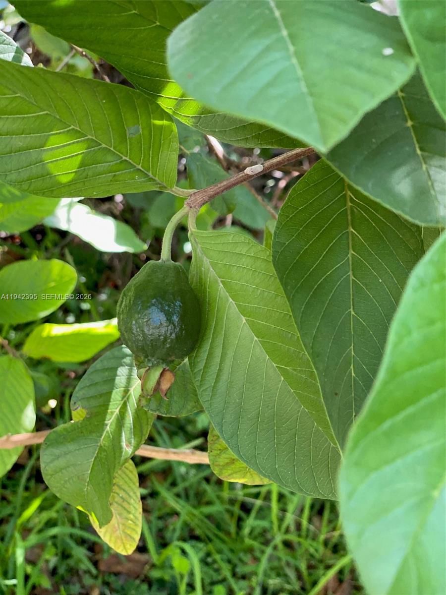 ESTATE MANSIONS - Residential