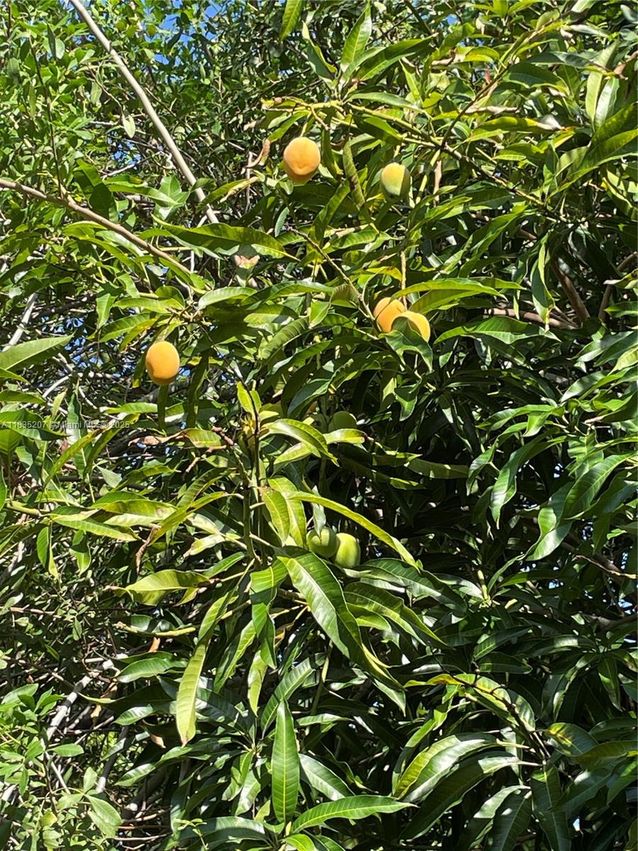 PEARL CITY - Residential