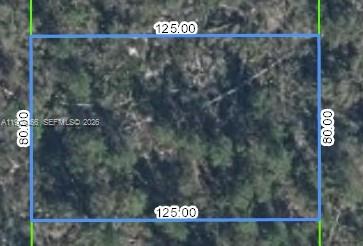 ORANGE BLOSSOM - Land