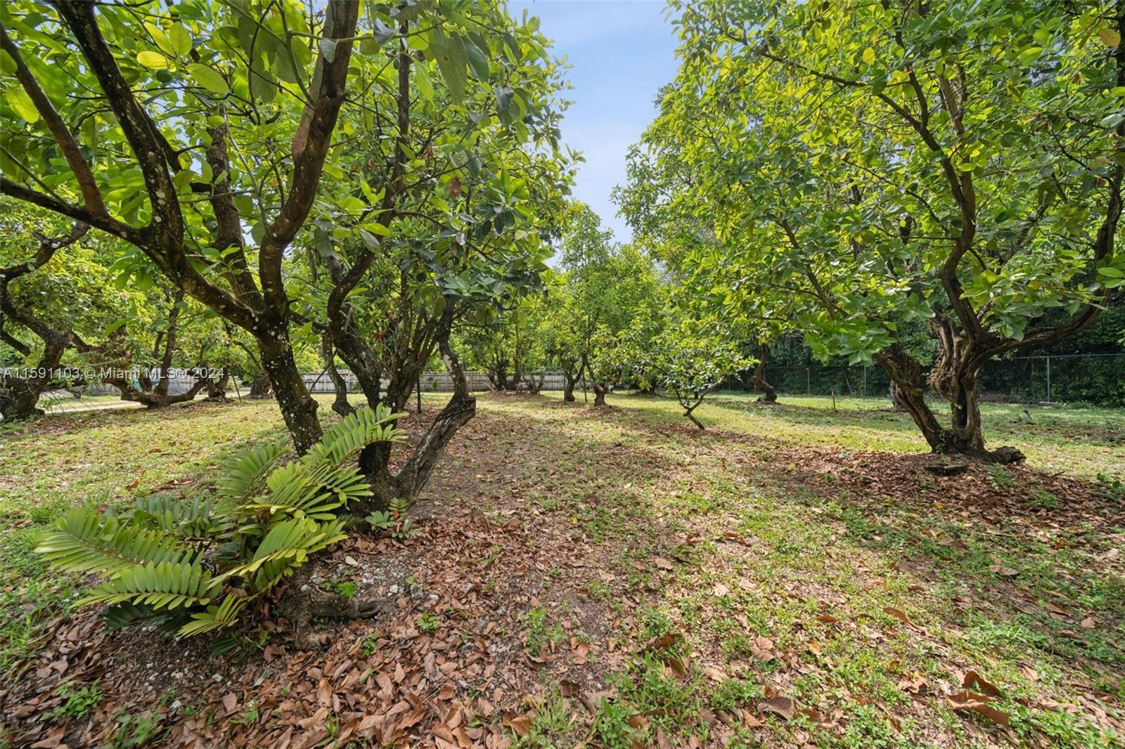 REDLAND CITRUS ORCHARDS S - Land