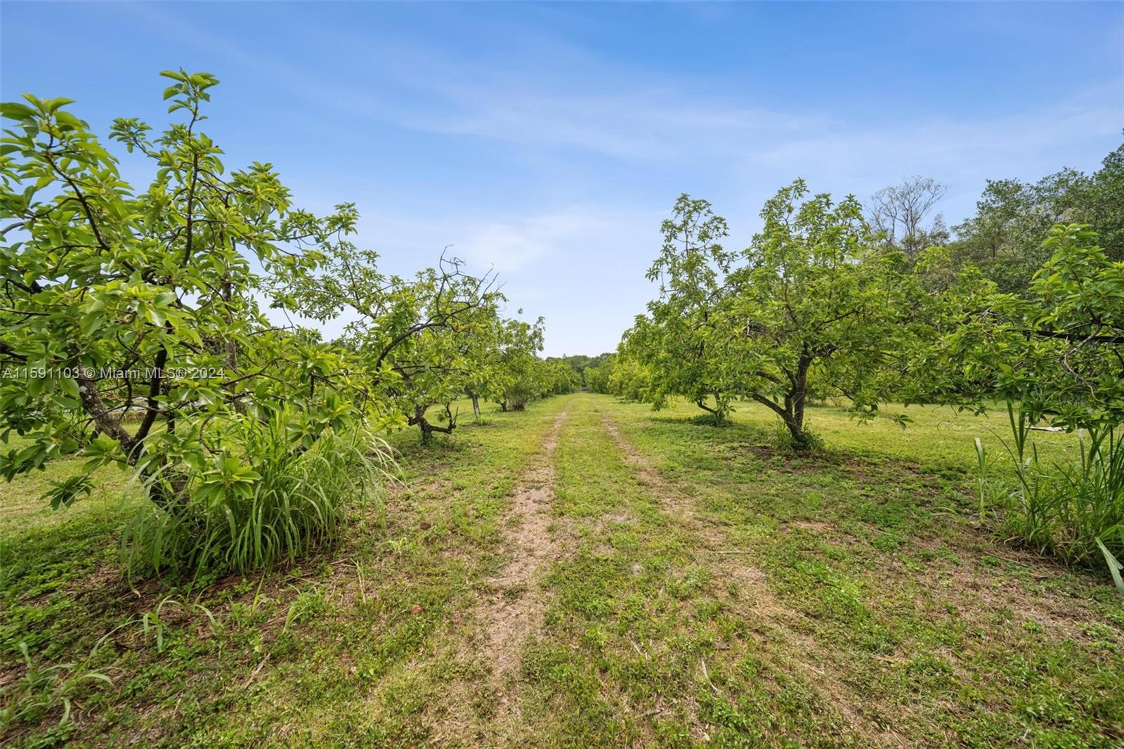 REDLAND CITRUS ORCHARDS S - Land