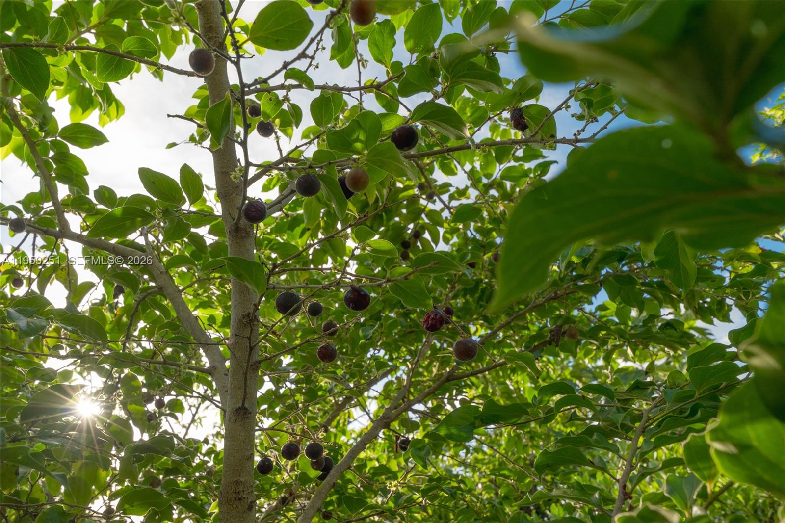 Loma Esperanza - Residential