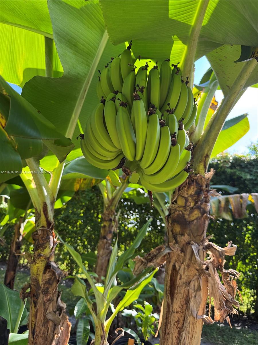 MONTERRA PLAT - Residential