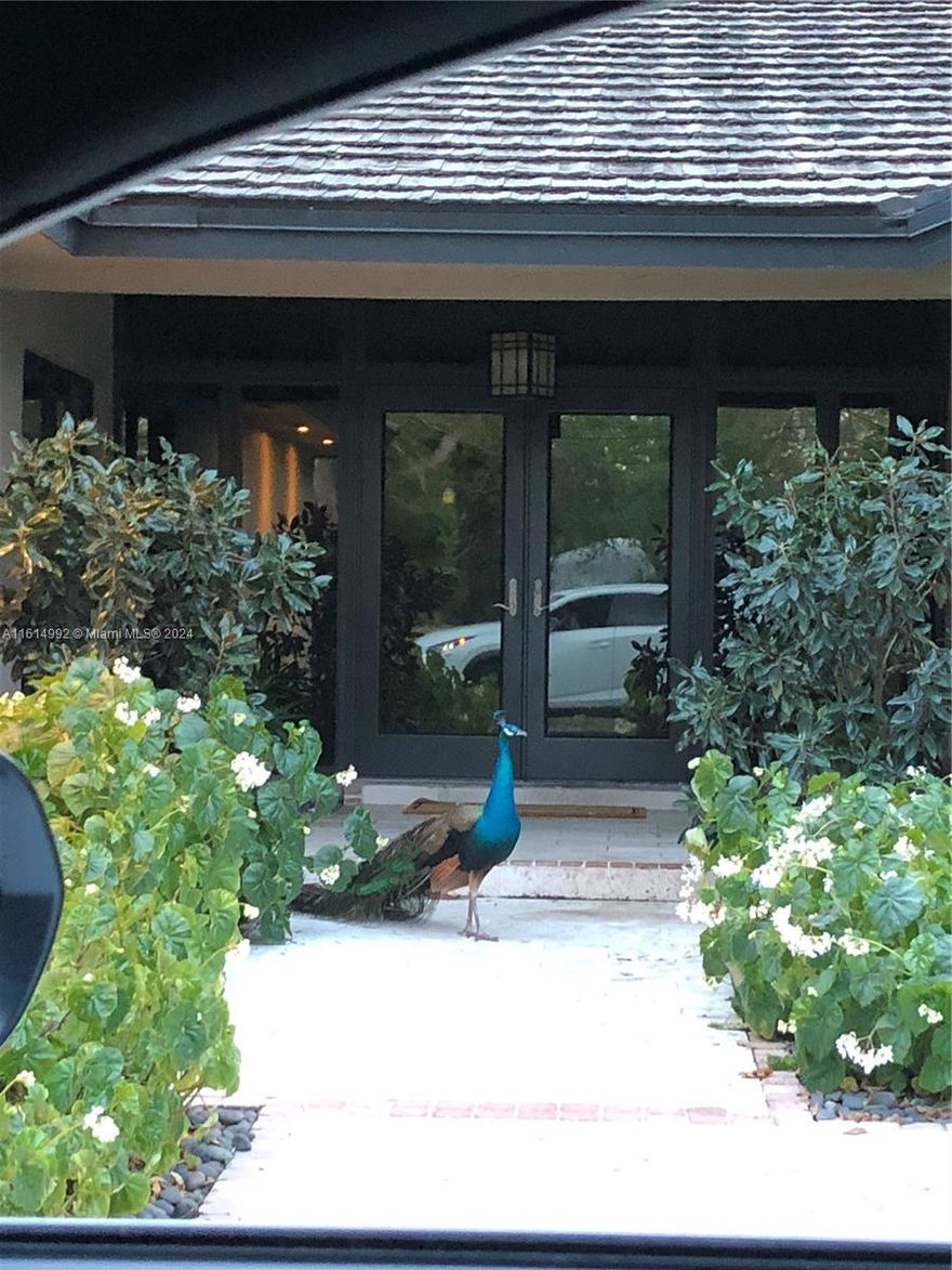 Beautiful totally remodeled one story 4b/4b home nestled in a 58370 sf of land located in the North East section of Pinecrest. Great layout with more than 5,000 sf, double height ceilings huge family room with a loft and chimney. Gourmet kitchen with stainless steel appliances, gas range, oversized kitchen island overlooking the beautifully landscaped yard. Heather pool with spa and salt water system and lighter tennis court. All impact windows and doors throughout the house and solar panels.
The perfect home for family and entertainment. Also available for rent.