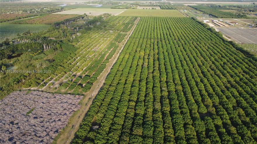 98 Acres of income producing Longan trees, 12 to 14 years old producing about 10,000 lbs of quality fruit per acre
equal to about $2,000,000.00 in income per year!
