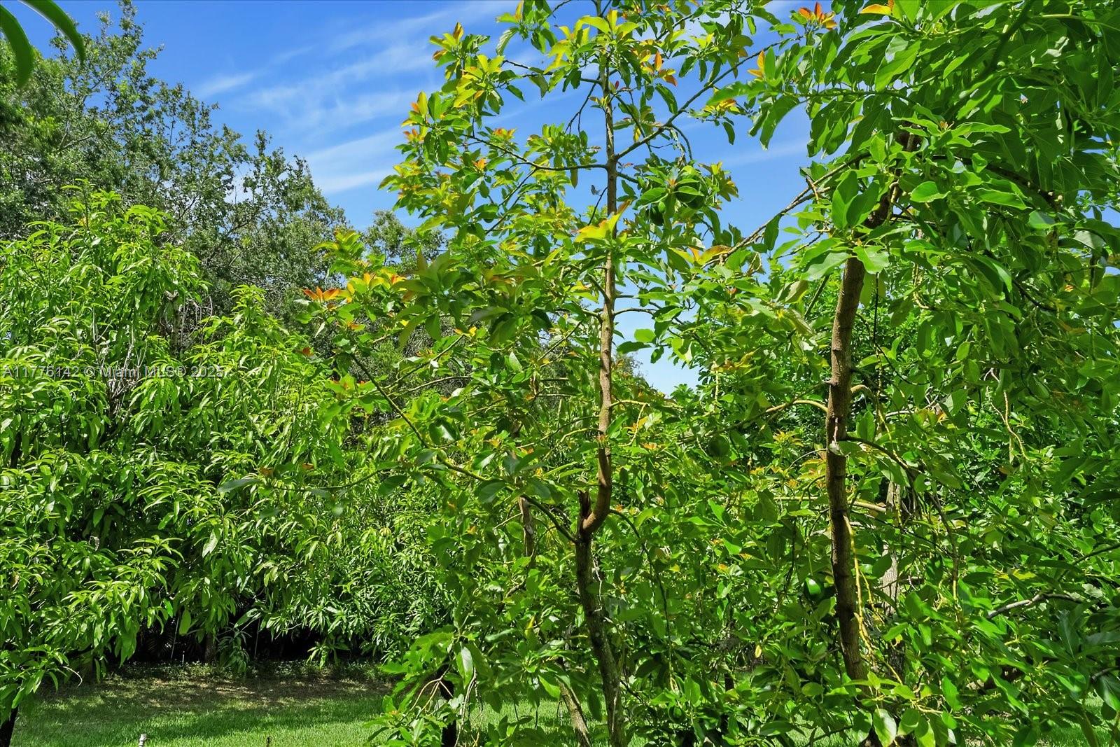 BREEZY OAKS - Land