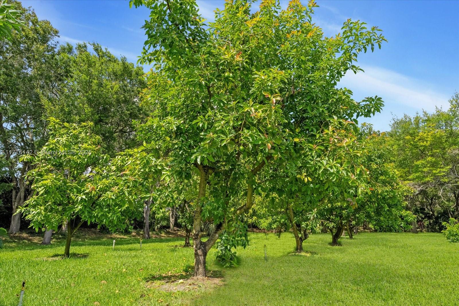 BREEZY OAKS - Land