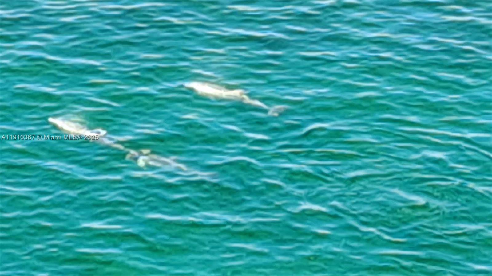 BAYVIEW CONDO AT NORTH BA - Residential Lease