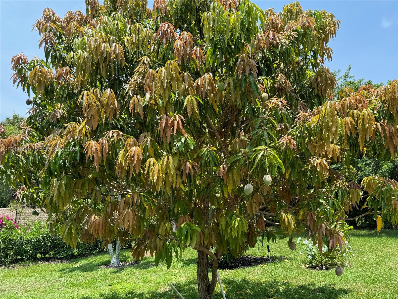 Caxambas Estates - Residential Lease