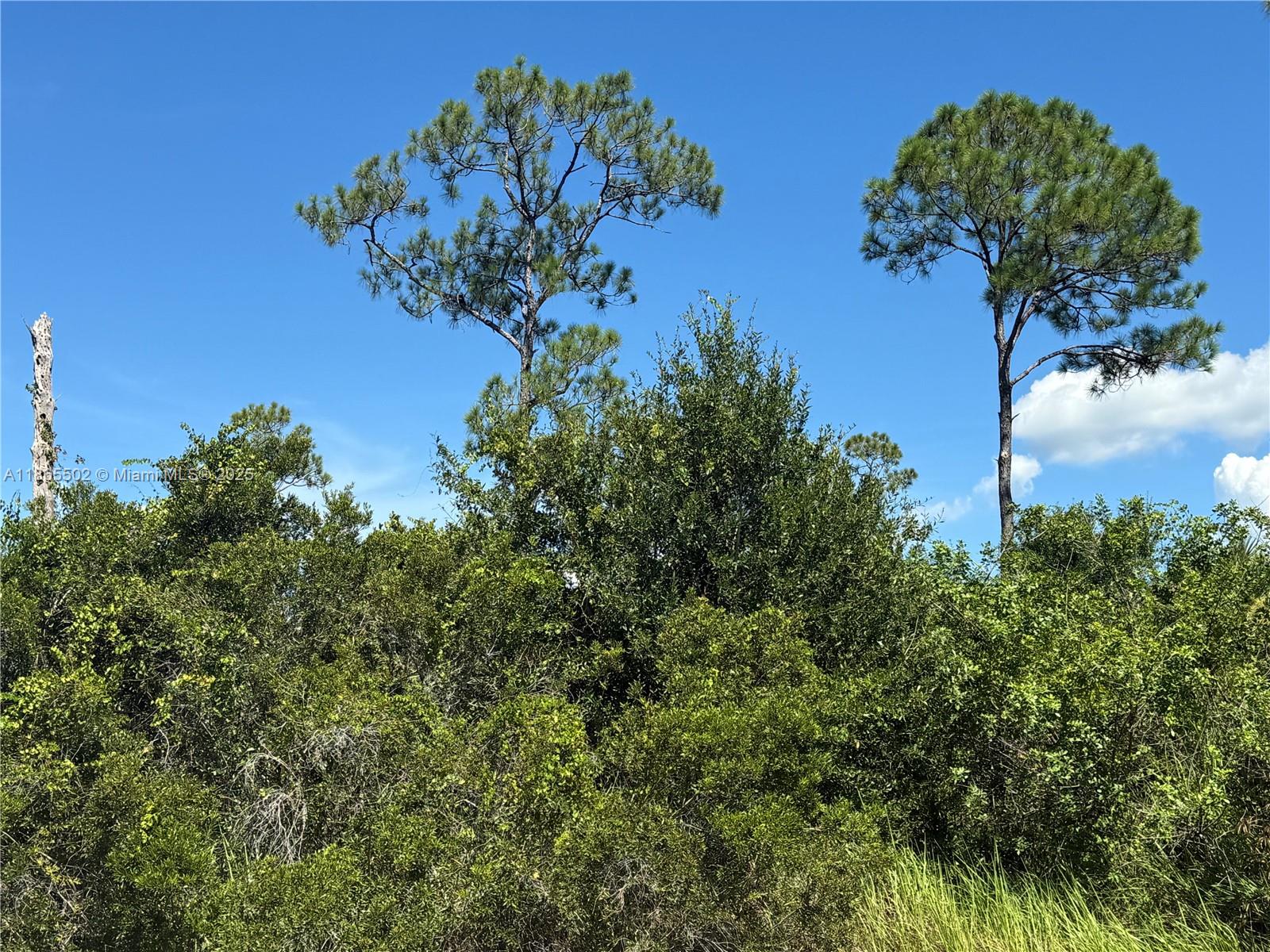 1.25 ACRES WELL LOCATED AT MONTURA RANCH ESTATES! HIGH & DRY LOT! PRICE TO SELL FAST!! BEST OPTION IN THE MARKET! NO WETLAND! CLEAN TITLE!! GREAT INVESTMENT OPPORTUNITY! YOU CAN BUILD YOUR DREAM HOUSE OR INSTALL YOUR MOBILE HOME ENDLESS POSSIBILITIES!!! YOU CAN HAVE YOUR WEEKEND GETAWAY FROM THE CITY, JUST 65 MILES FROM WESTON, 90 MILES FROM MIAMI, YOU CAN HAVE YOUR FARM ANIMALS AND ENJOY THE CAMP STYLE OF MONTURA RANCH ESTATE YOU CAN GO DIRECTLY TO THE PROPERTY AND CALL ME OR TEXT ME IF YOU NEED ANY EXTRA INFORMATION