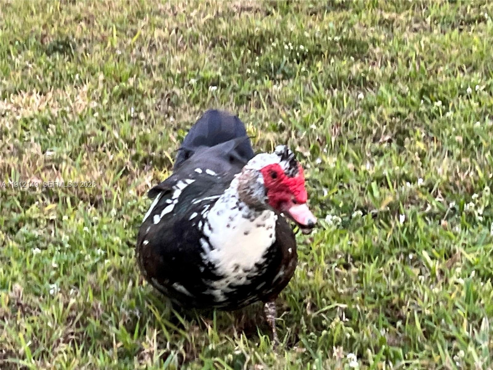 NO 51 PALM-AIRE COUNTRY C - Residential