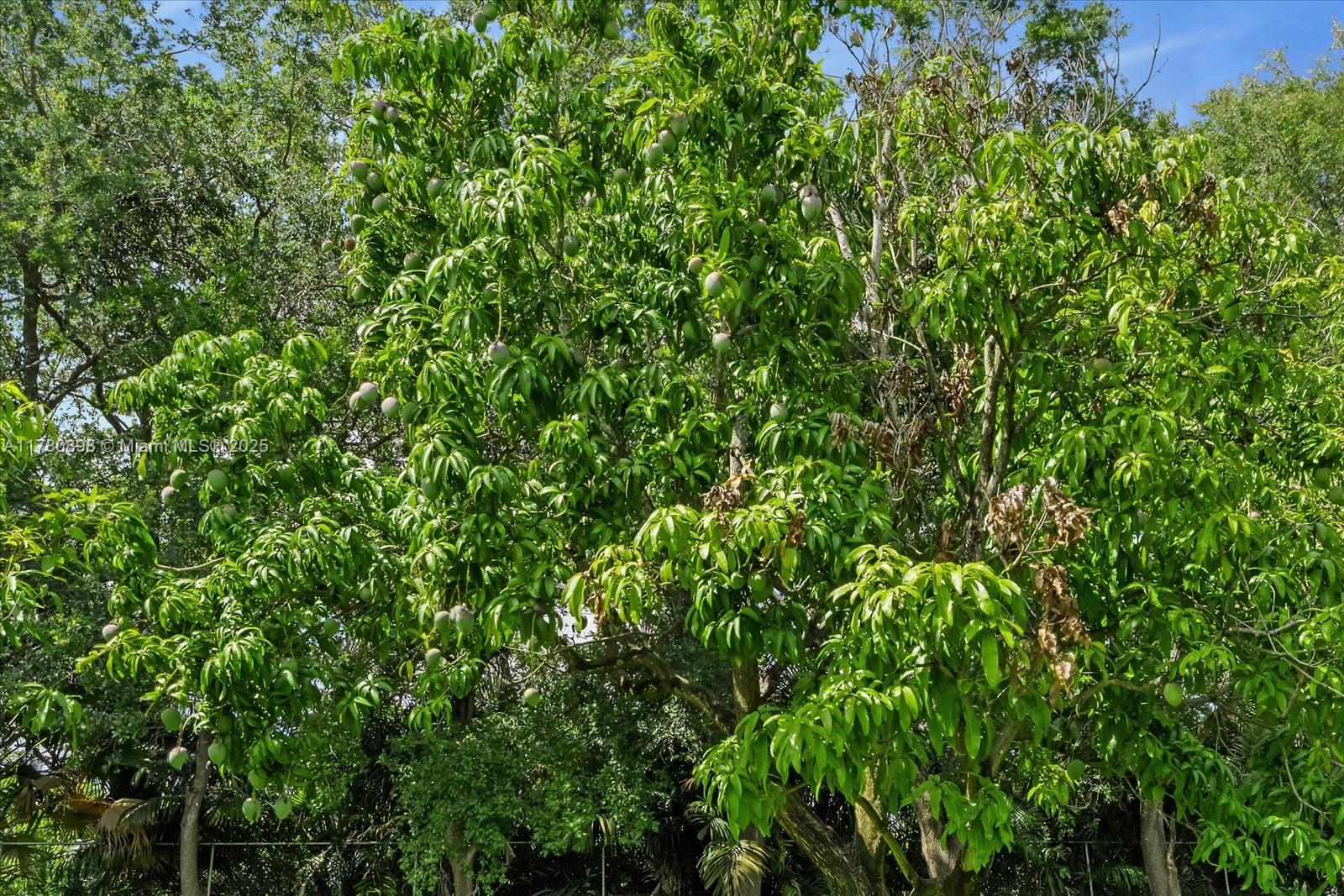 BREEZY OAKS - Residential