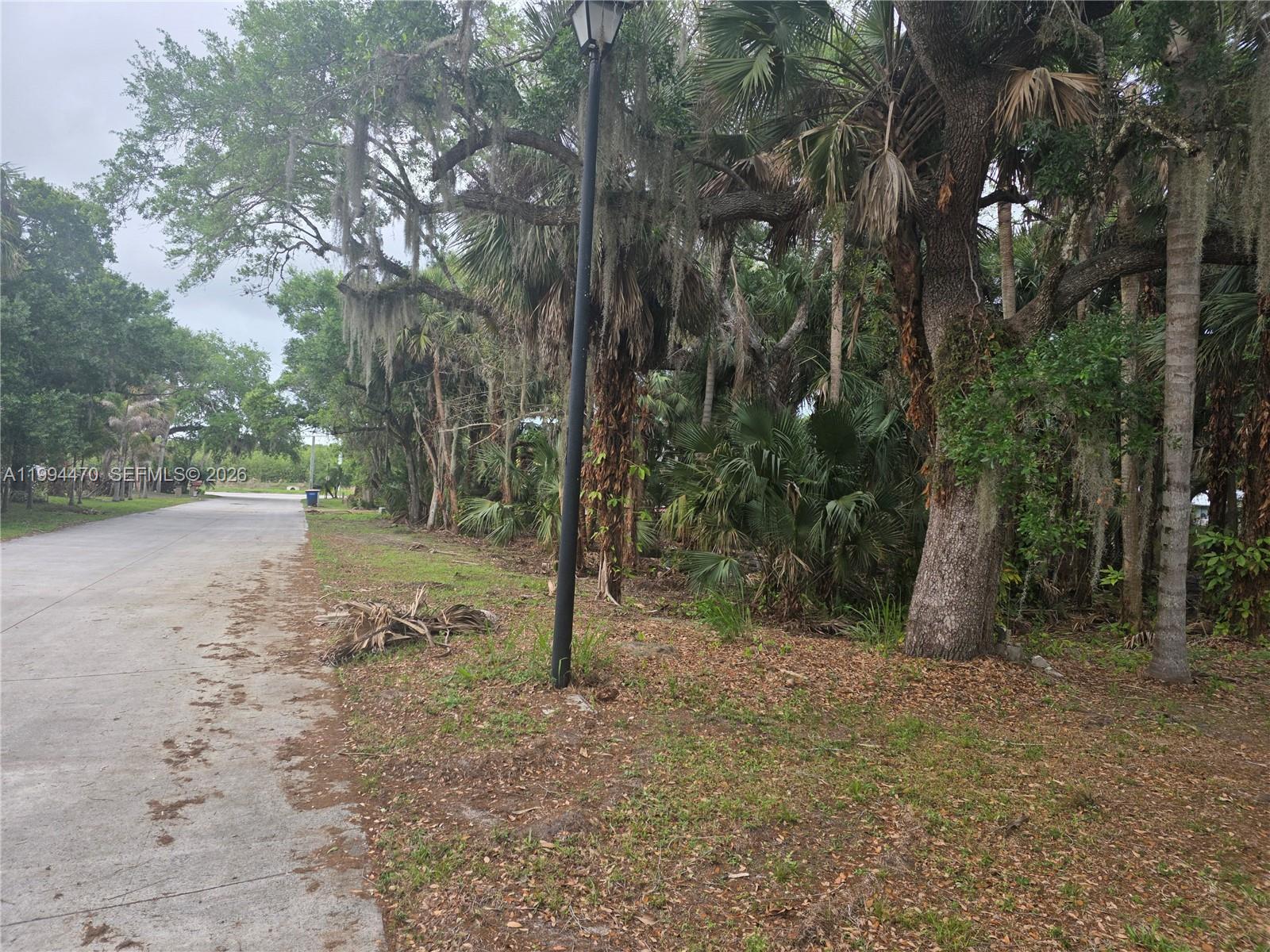 RAINTREE FOREST (UNRECORD - Land