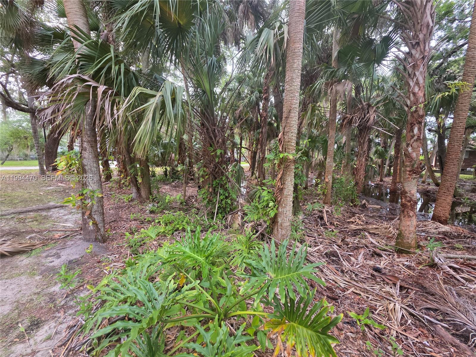 RAINTREE FOREST (UNRECORD - Land