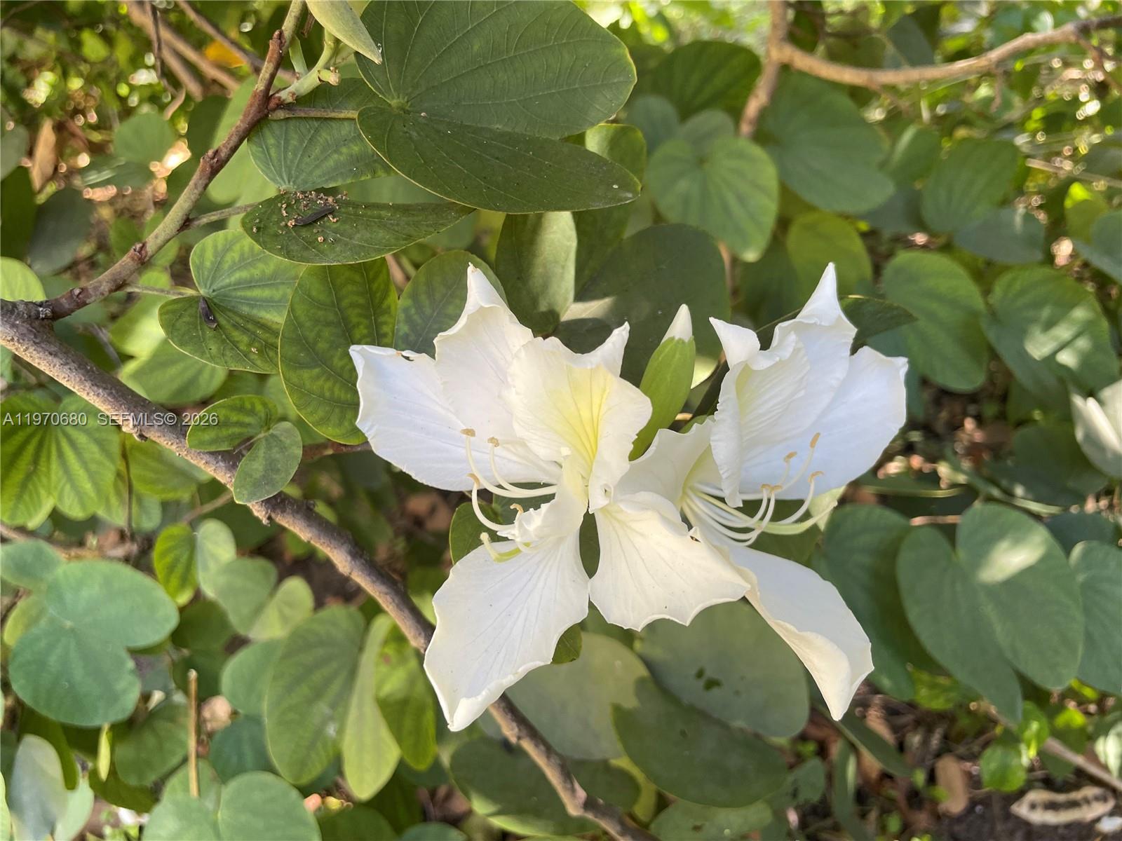 Redlands - Residential