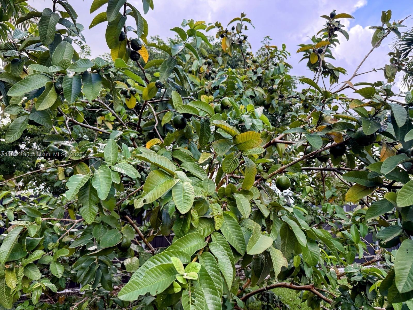 Homestead - Residential