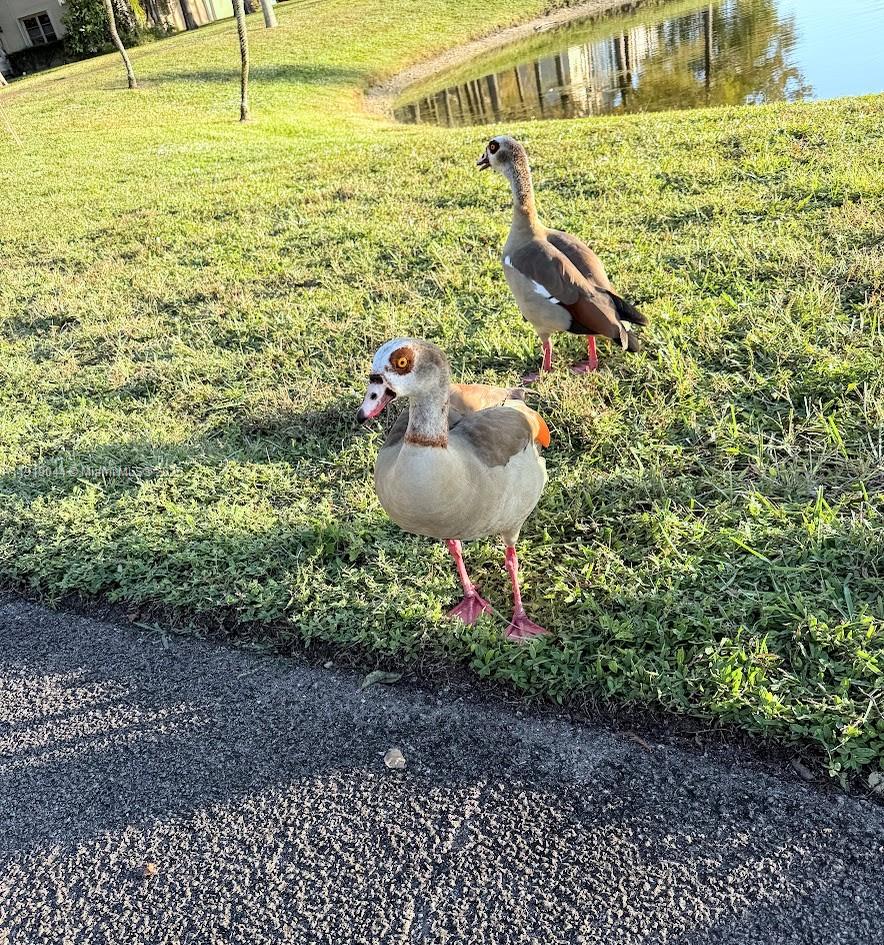 CASCADES OF LAUDERHILL - Residential