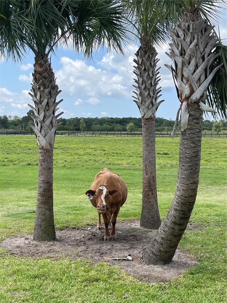 Martin County Ranches - Residential